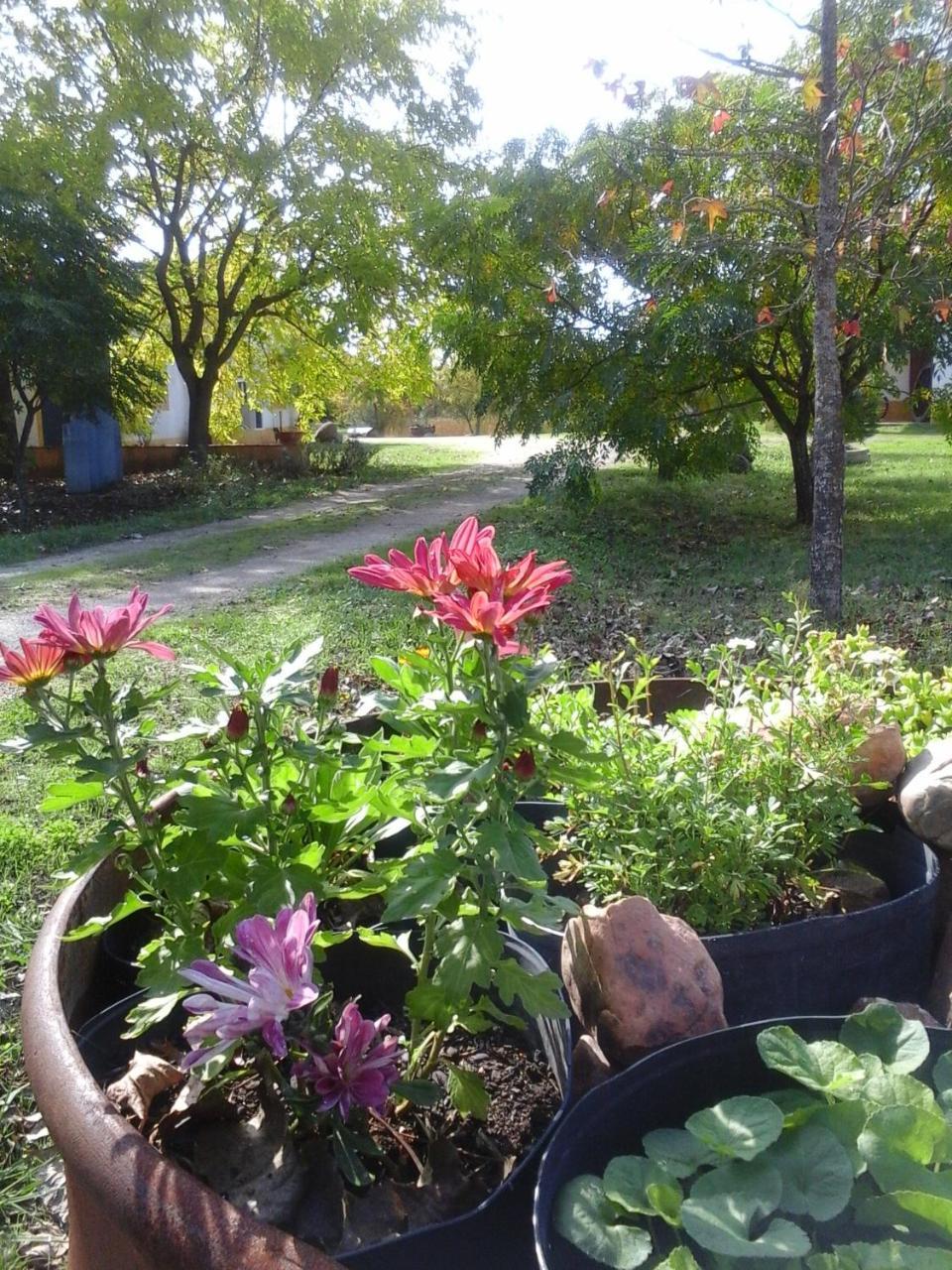 Gospodarstwo agroturystyczne Quinta Dos Trevos - Artes E Oficios *